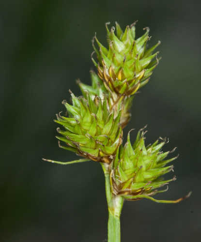 Carex molesta #8